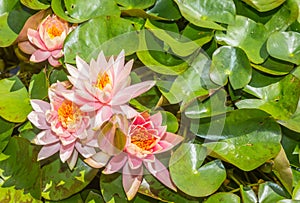 Pink lilies in the pond in the Westfalen park of Dortmund photo