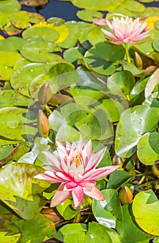 Pink lilies in the pond in the Westfalen park of Dortmund photo