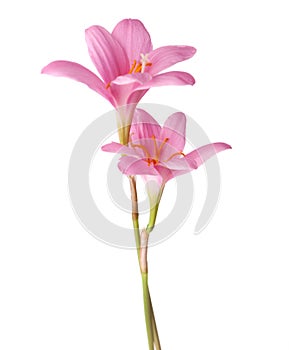 Pink lilies photo
