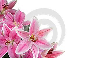 Pink Lilium. Closeup photo, isolated,  floral background.