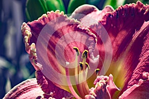 Pink Lilium flower clouse up