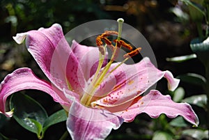 Pink lilium flower isolated over the dark blurred background