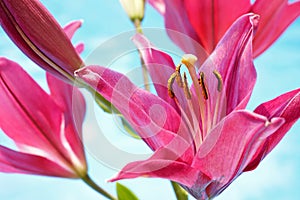 Pink Lilium Flowers photo