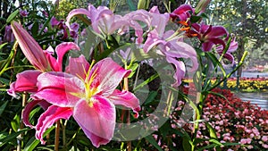 Pink of Lilium hybrids or Lily flower.