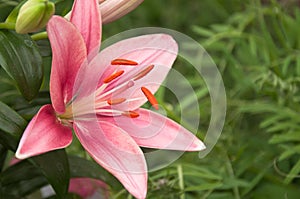 Pink lillie
