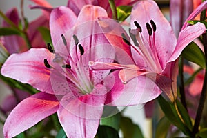 Pink lillies