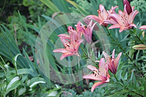 Pink Lillies in bloom growing in the garden among other flowers