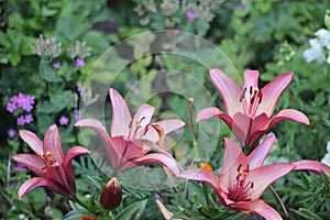 Pink Lillies in bloom growing in the garden among other flowers