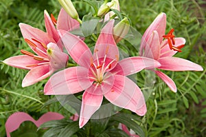 Pink lillies