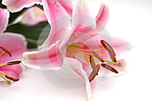 Pink Lillies Closeup