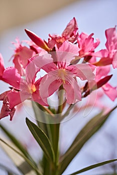 Pink lillies closeup