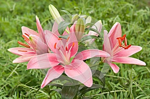 Pink lillies with its bud.