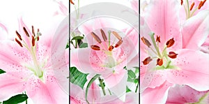 Pink Lillies Montage