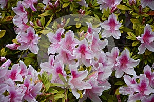 Pink Lillies