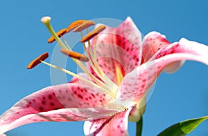 Pink Lilly 3