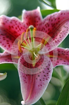 Pink Lilly 5