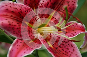 Pink Lilly 6