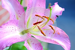 Pink lilly