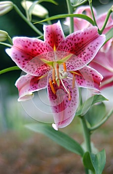 Pink Lilly 7