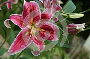Pink Lilly 8
