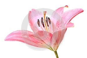 Pink lilly