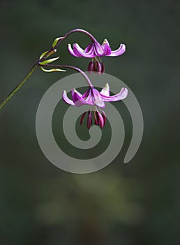 Pink lilly flower