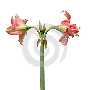 Pink lilly flower with flower bud on isolated white