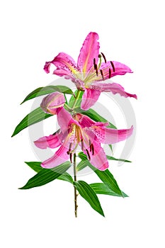 Pink lilly flower isolated on white
