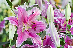 Pink lilly