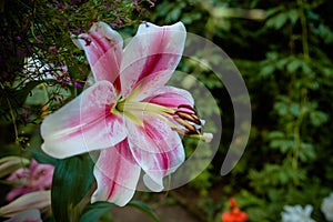 Pink lilly in the garden,Lily joop flowers,Lilium oriental joop.lily flower tropical plant blooming in the garden