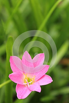 Pink lilly