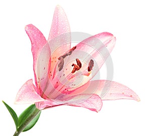 Pink lilly isolated