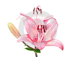 Pink lilly isolated on white
