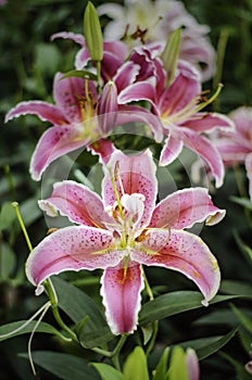 Pink lilly