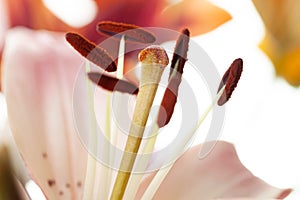 Pink lilly petals and stamen with pollen macro flower wallpaper