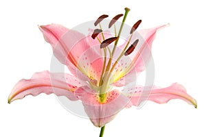 Pink Lily photo