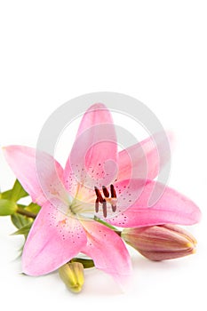 Pink Lily.