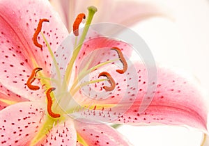 Pink Lily