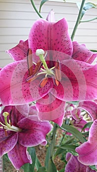 Pink lily