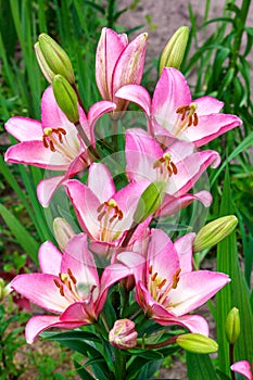 Pink lily