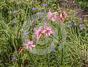 Pink lily of Asiatic Hybrids and Virginia spiderwort Tradescantia virginiana in the garden