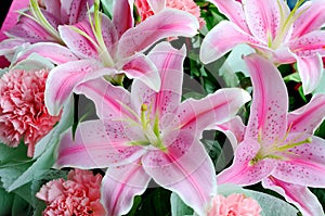 Pink lily backgrounds photo