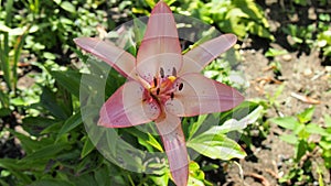 Pink lily for backgrounds