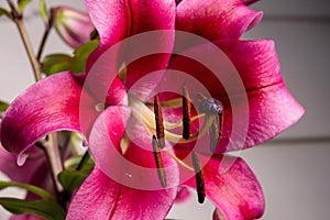 Pink lily with beautiful pestles and stamen, macro