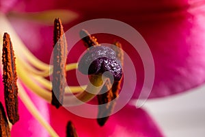 Pink lily with beautiful pestles and stamen, macro