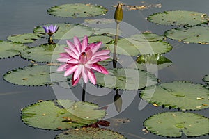 Pink lily in bloom facing towards sun with half open purple bloom behind and closed bloom and lilly pads in the water