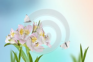 An pink lily on a blurry soft blue-green background. a white butterfly flies over a beautiful flower in the early morning.Spring p