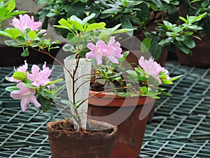 The pink lily in the botanical garden, green background