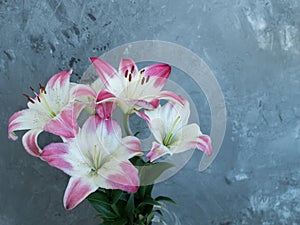 Pink lily bouquet on grey backdrop