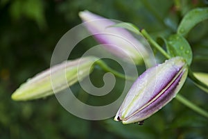 Pink lily buds on green background
